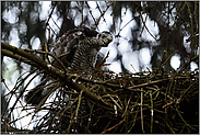 lange Zehen... Sperber *Accipiter nisus*