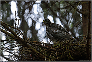 fast durchgemausert... Jungsperber *Accipiter nisus*