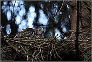 im Nest ist's doch am schönsten... Sperber *Accipiter nisus*