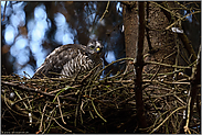 in alter Gewohnheit... Sperber *Accipiter nisus*