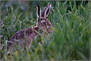 spätabends im Feld... Feldhase *Lepus europaeus*