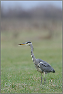 auf den Rheinwiesen... Graureiher *Ardea cinerea*