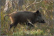 kehrtum... Wildschwein *Sus scrofa*