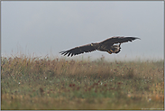 flacher Gleitflug... Seeadler *Haliaeetus albicilla*