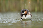 warum sich Vögel schütteln... Haubentaucher *Podiceps cristatus*