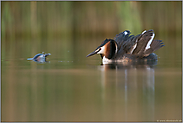 das Auftauchen des Partners... Haubentaucher *Podiceps cristatus*