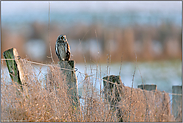 zu Gast am Niederrhein... Sumpfohreule *Asio flammeus*