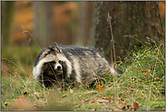 am Waldrand... Marderhund *Nyctereutes procyonoides*