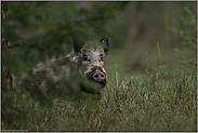 es hält sich versteckt... Wildschwein *Sus scrofa*