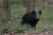 Schwarzwild... Wildschwein *Sus scrofa*