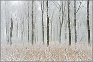 Wintereinbruch... Ilvericher Altrheinschlinge *Rheinkreis Neuss*