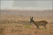 Revierabgrenzung... Rehbock *Capreolus capreolus *