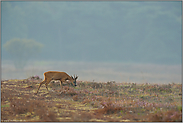 ungestört...  Rehbock *Capreolus capreolus *