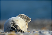 am Feuersteinstrand... Kegelrobbe *Halichoerus grypus*