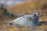 in den Dünen... Kegelrobbe *Halichoerus grypus*