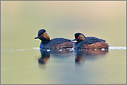 einträchtig... Schwarzhalstaucher *Podiceps nigricollis*