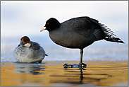 Lehrstunde Eisschnelllauf... Blässralle *Fulica atra*