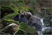 Trockenschleuder... Europäischer Braunbär *Ursus arctos*