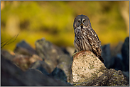 leuchtende Augen... Bartkauz *Strix nebulosa*