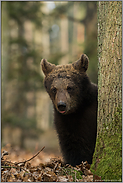 knuffiger Teddybär... Europäischer Braunbär *Ursus arctos*