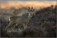 Einblicke... Rehbock *Capreolus capreolus*