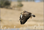 mit scharfem Blick... Mäusebussard *Buteo buteo*