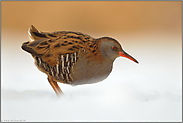 Sonne und Schnee... Wasserralle *Rallus aquaticus*