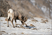 Nahrungssuche im Schnee... Dickhornschaf *Ovis canadensis*