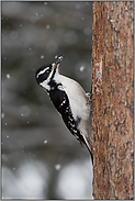 bei Schneefall... Haarspecht *Picoides villosus*