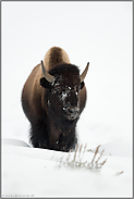 Bisonbulle im Schnee...  Amerikanischer Bison *Bison bison*