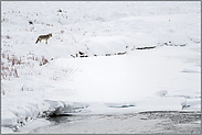 im Tal des Soda Butte Creek... Kojote *Canis latrans*