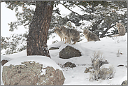 das Rudel... Kojote *Canis latrans*