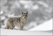 aufmerksam... Kojote *Canis latrans*