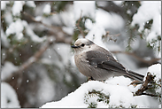 Grey Jay... Meisenhäher *Perisoreus canadensis*