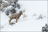 ein Jungtier... Dickhornschaf *Ovis canadensis*