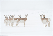 im Schneetreiben... Gabelbock *Antilocapra americana*