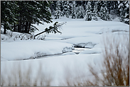 am Soda Butte Creek... Yellowstone Nationalpark *Nordamerika*