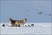 zu zweit am Riss... Kojote *Canis latrans*