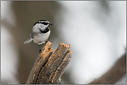 kleine Meise... Gambelmeise *Parus gambeli*