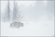 harte Zeiten...  Amerikanischer Bison *Bison bison*