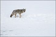 an der kleinen Wasserstelle... Kojote *Canis latrans*