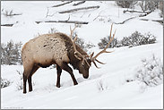 Nahrungssuche im Schnee... Wapiti *Cervus canadensis*