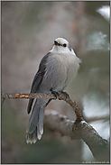 sympathisch... Meisenhäher *Perisoreus canadensis*