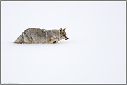 durch den Tiefschnee... Kojote *Canis latrans*