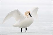 flügelschlagend... Trompeterschwan *Cygnus buccinator*