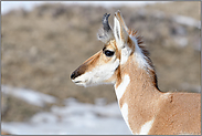 ungewöhnlich... Gabelbock *Antilocapra americana*