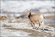 das Weib... Dickhornschaf *Ovis canadensis*