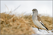 kleiner Vogel, ganz groß... Schneesperling *Montifringilla nivalis*