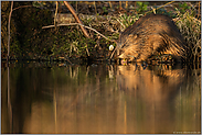 an der Wasserkante... Bisam *Ondatra zibethicus*