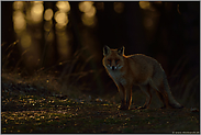 im richtigen Augenblick... Rotfuchs *Vulpes vulpes*